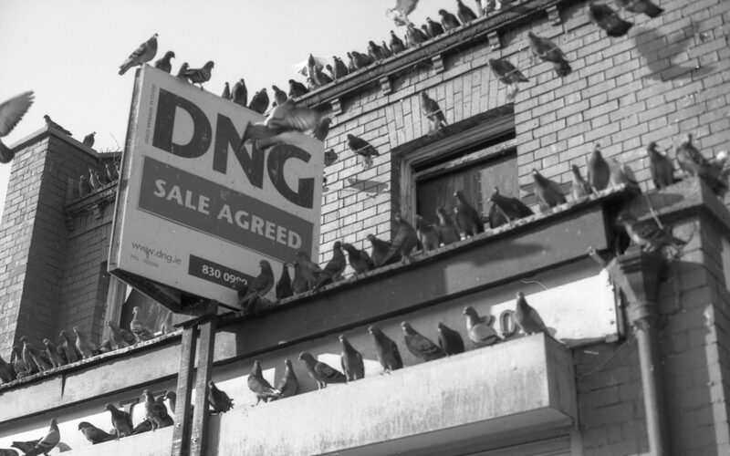 a flock of birds sitting on top of a building