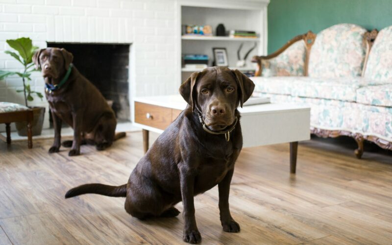 two brown dogs