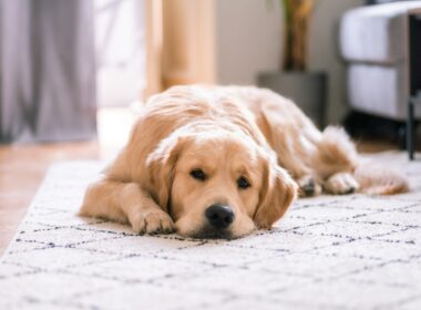 golden retriever lying on white floor