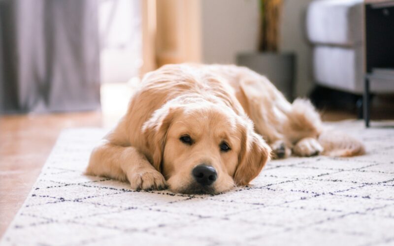 golden retriever lying on white floor