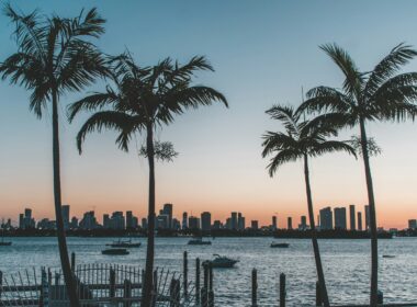silhouette of palm trees near body of water during sunset