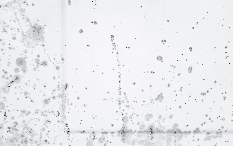 Mouldy walls